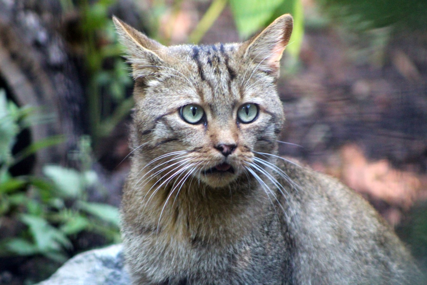 Blumengärten Hirschstetten - European Wildcat