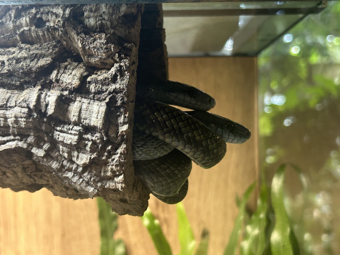 Blumengärten Hirschstetten - Japanese Rat Snakes