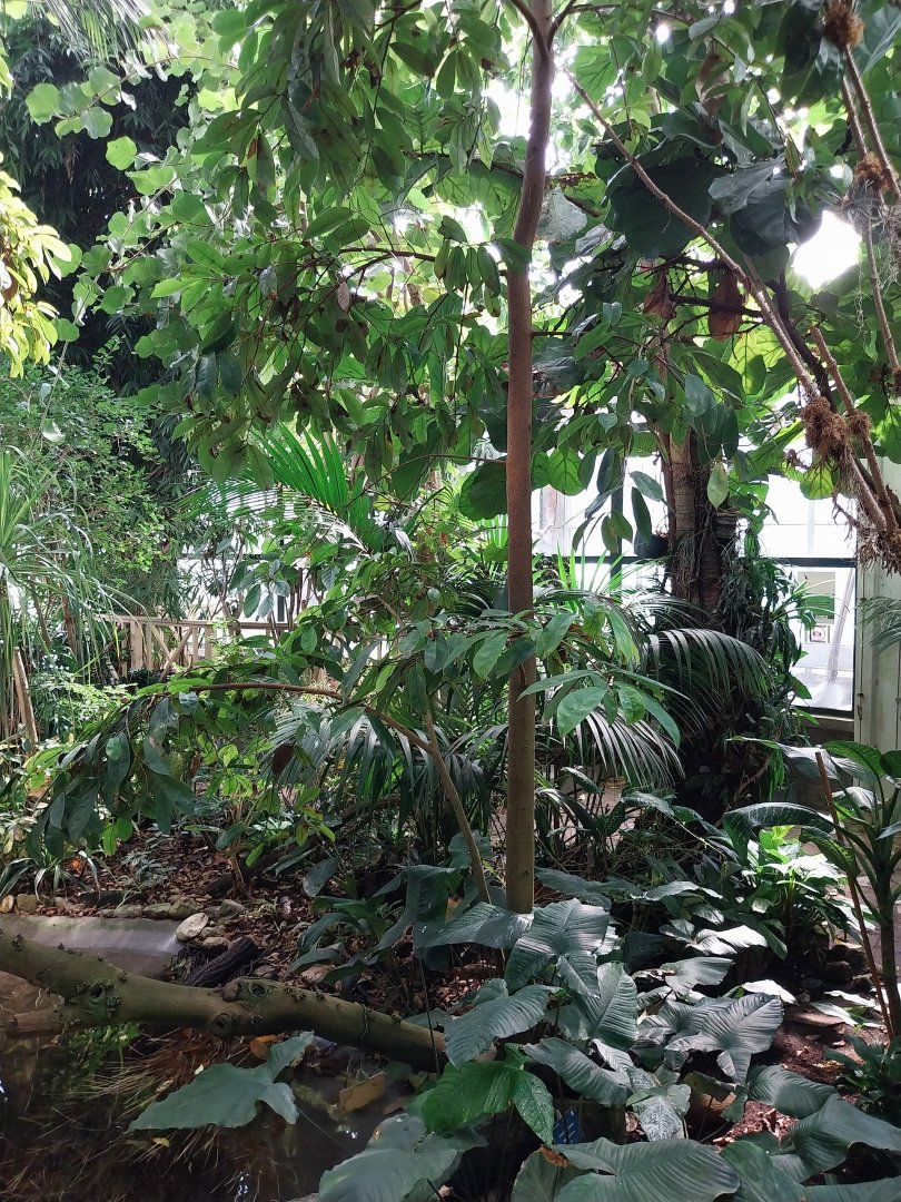 Blumengärten Hirschstetten - Palmenhaus - General view