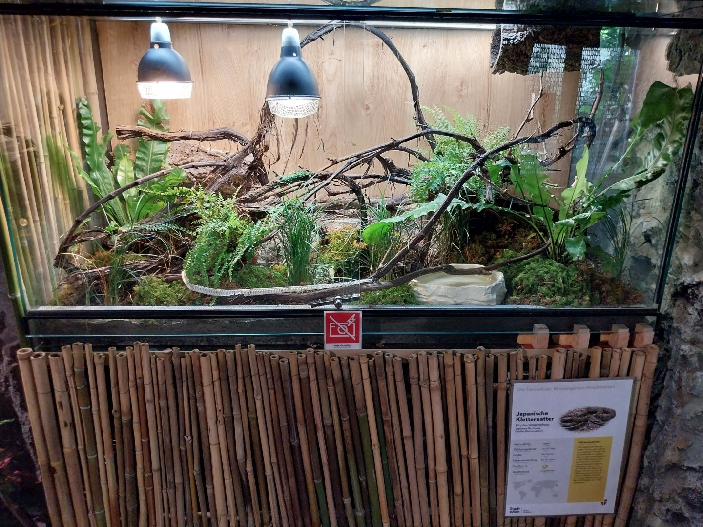Blumengärten Hirschstetten - Palmenhaus - Japanese rat snake