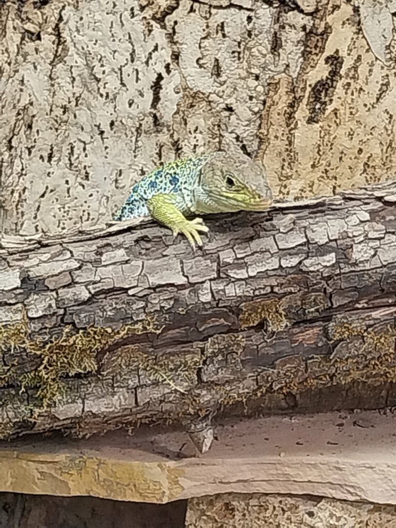 Blumengärten Hirschstetten - Palmenhaus - Mediterranean conservatory - Common wall lizard (Podarcis muralis)
