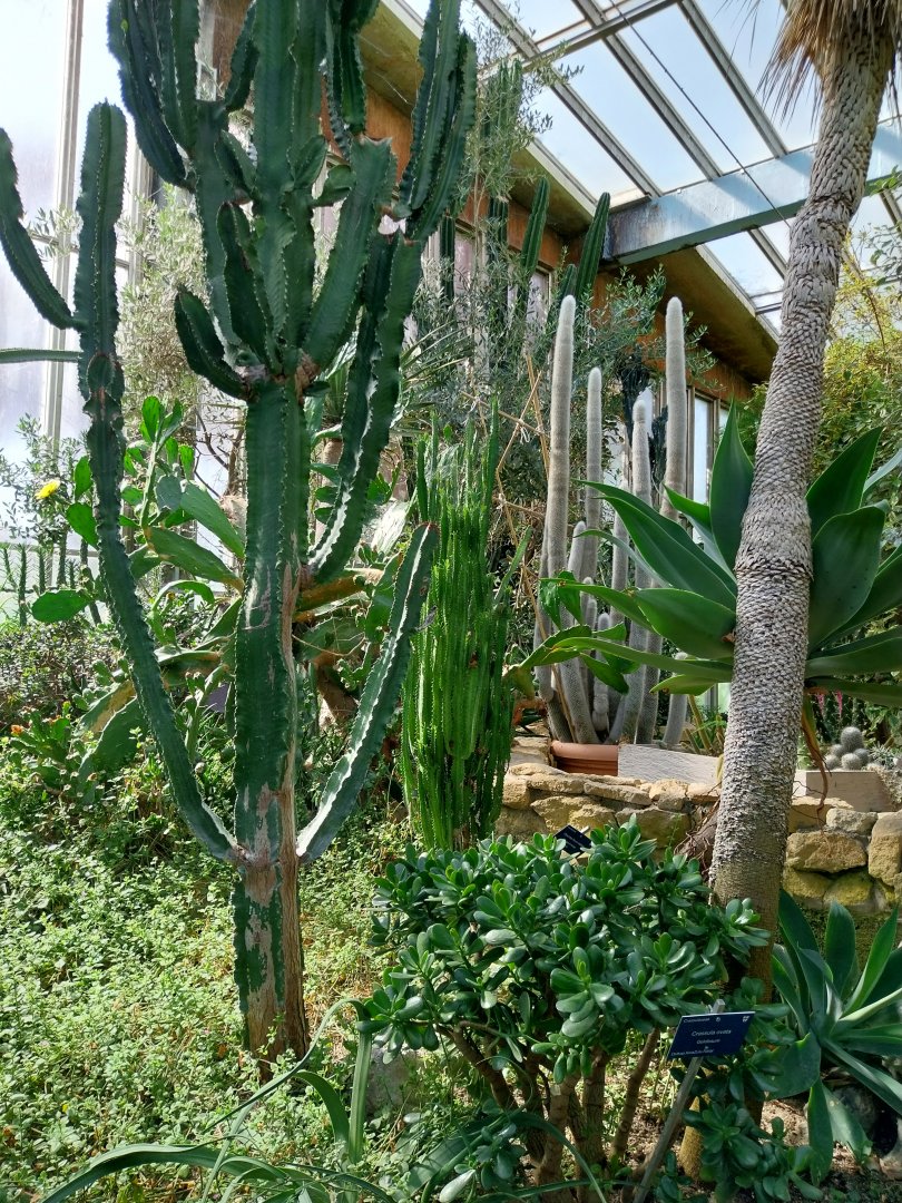 Blumengärten Hirschstetten - Palmenhaus - Mediterranean conservatory