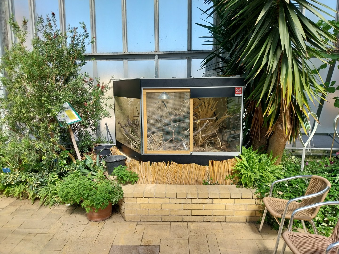 Blumengärten Hirschstetten - Palmenhaus - Palm tree conservatory - Barbary striped grass mouse terrarium