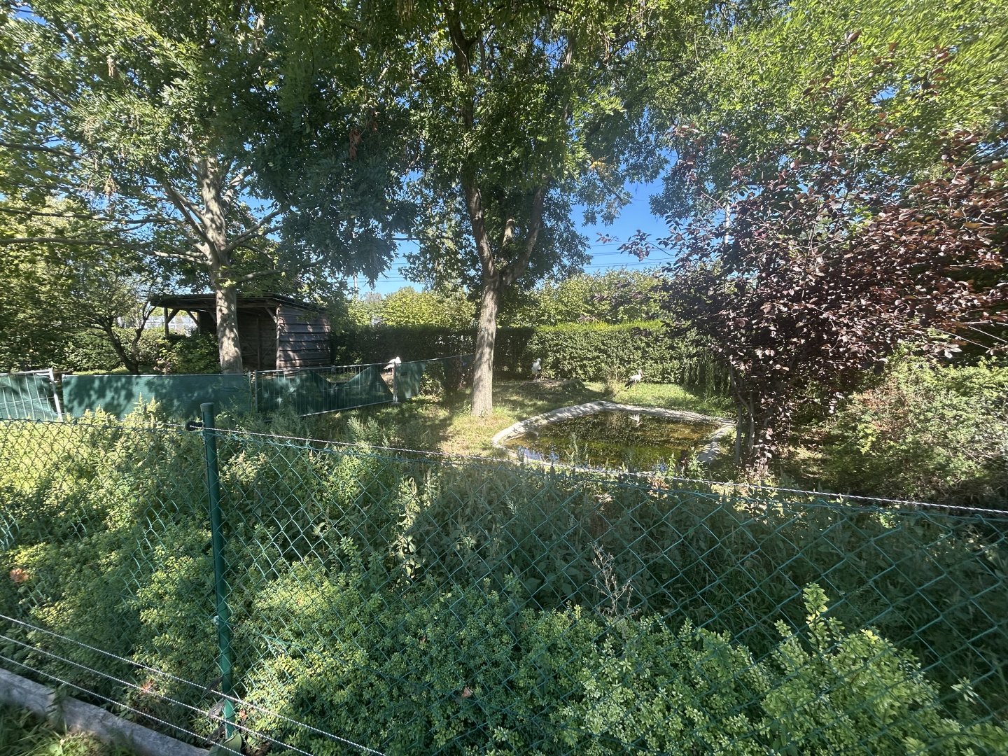 Blumengärten Hirschstetten - White Stork Exhibit #2