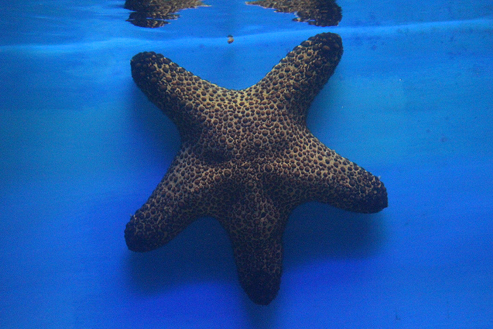 Blunt-arm sea star (Pentaster obtusatus)