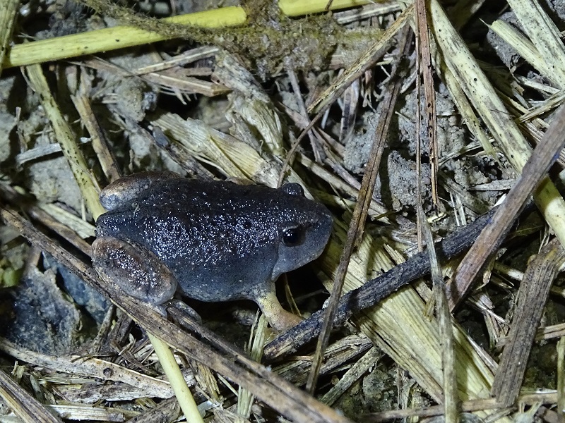 Blunt-headed burrowing frog (Glyphoglossus molossus)