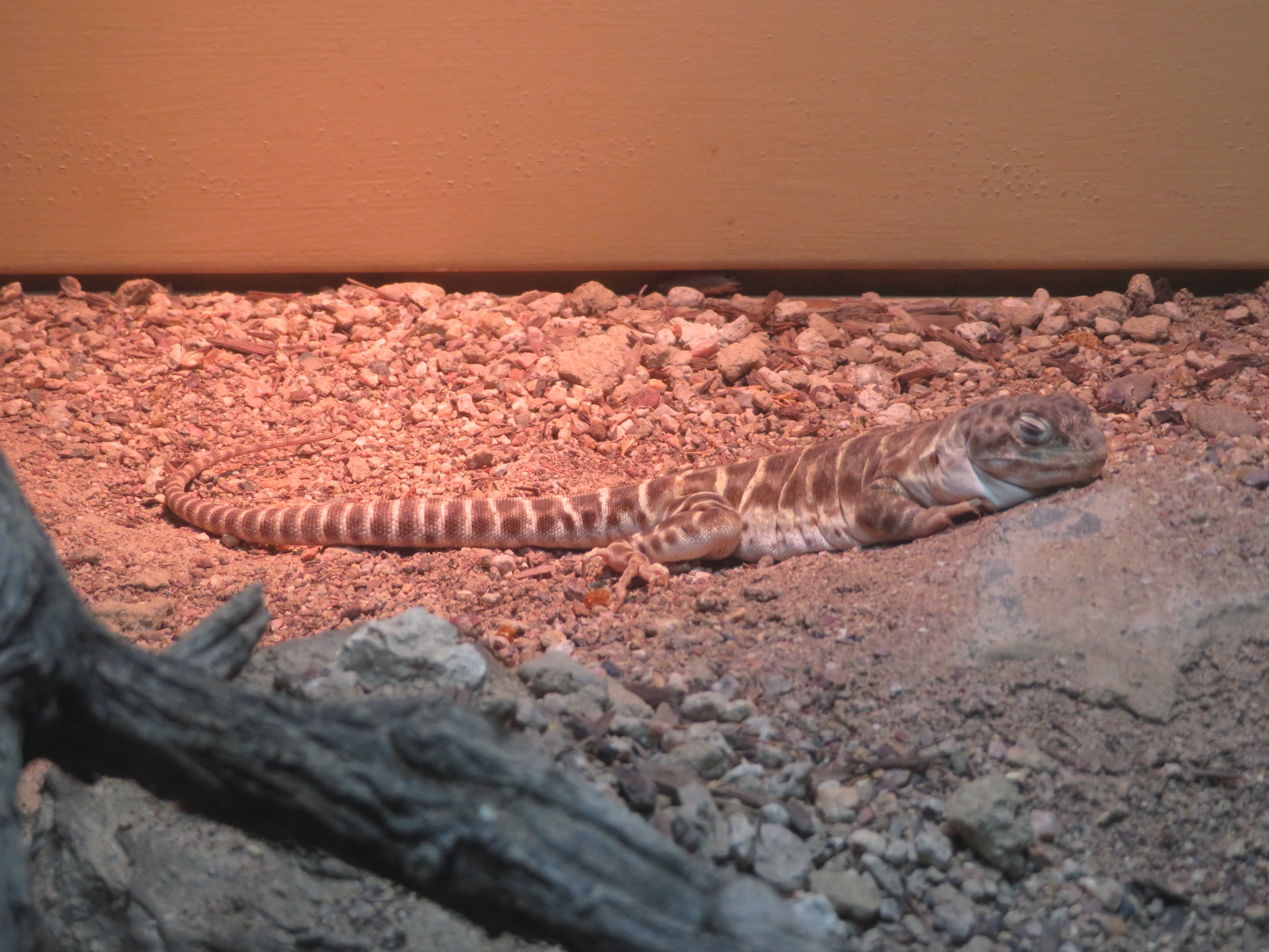 Blunt-nosed Leopard Lizard