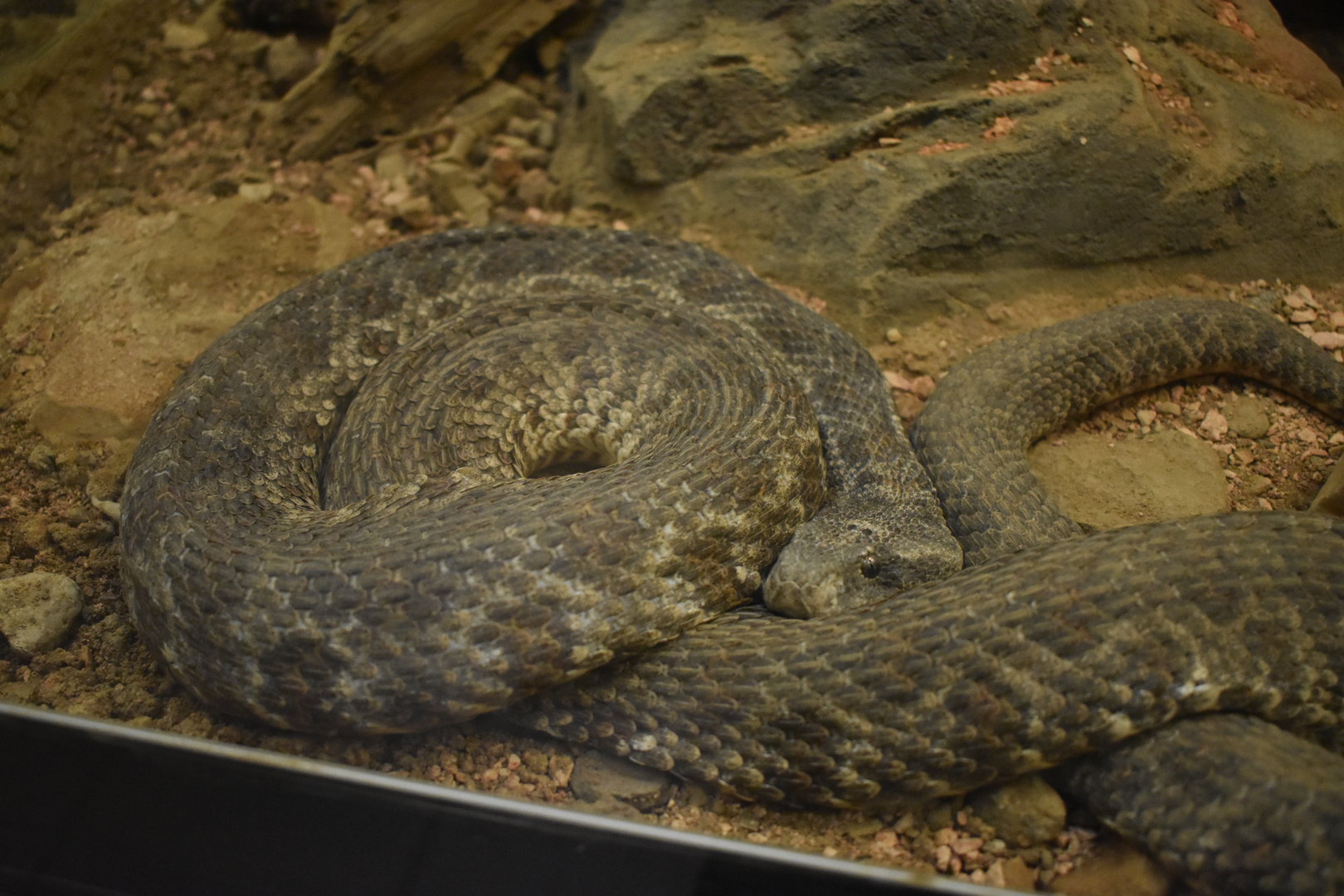Blunt-nosed viper (Macrovipera lebetinus)