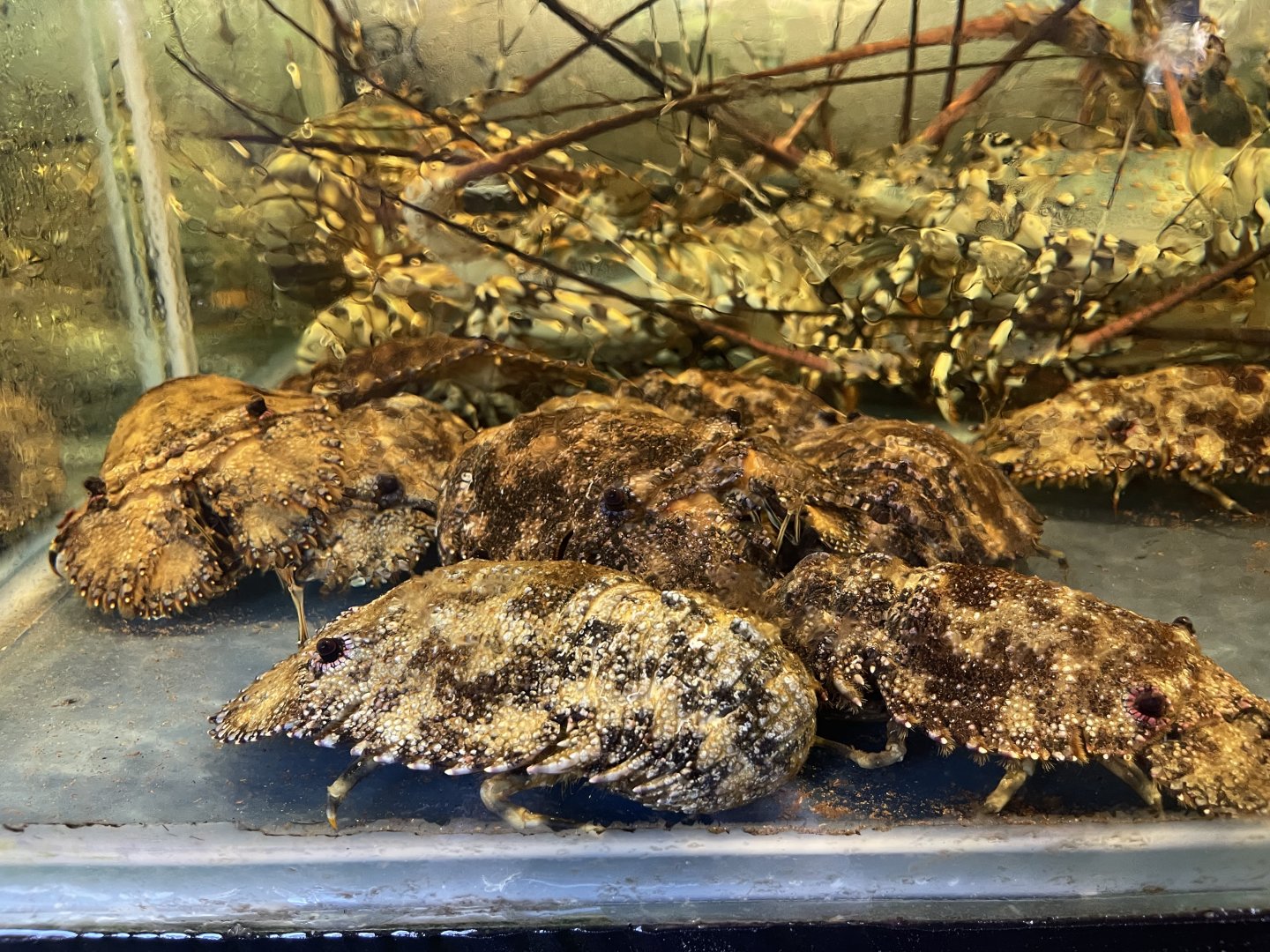 blunt slipper lobster (scyllarides squammosus)