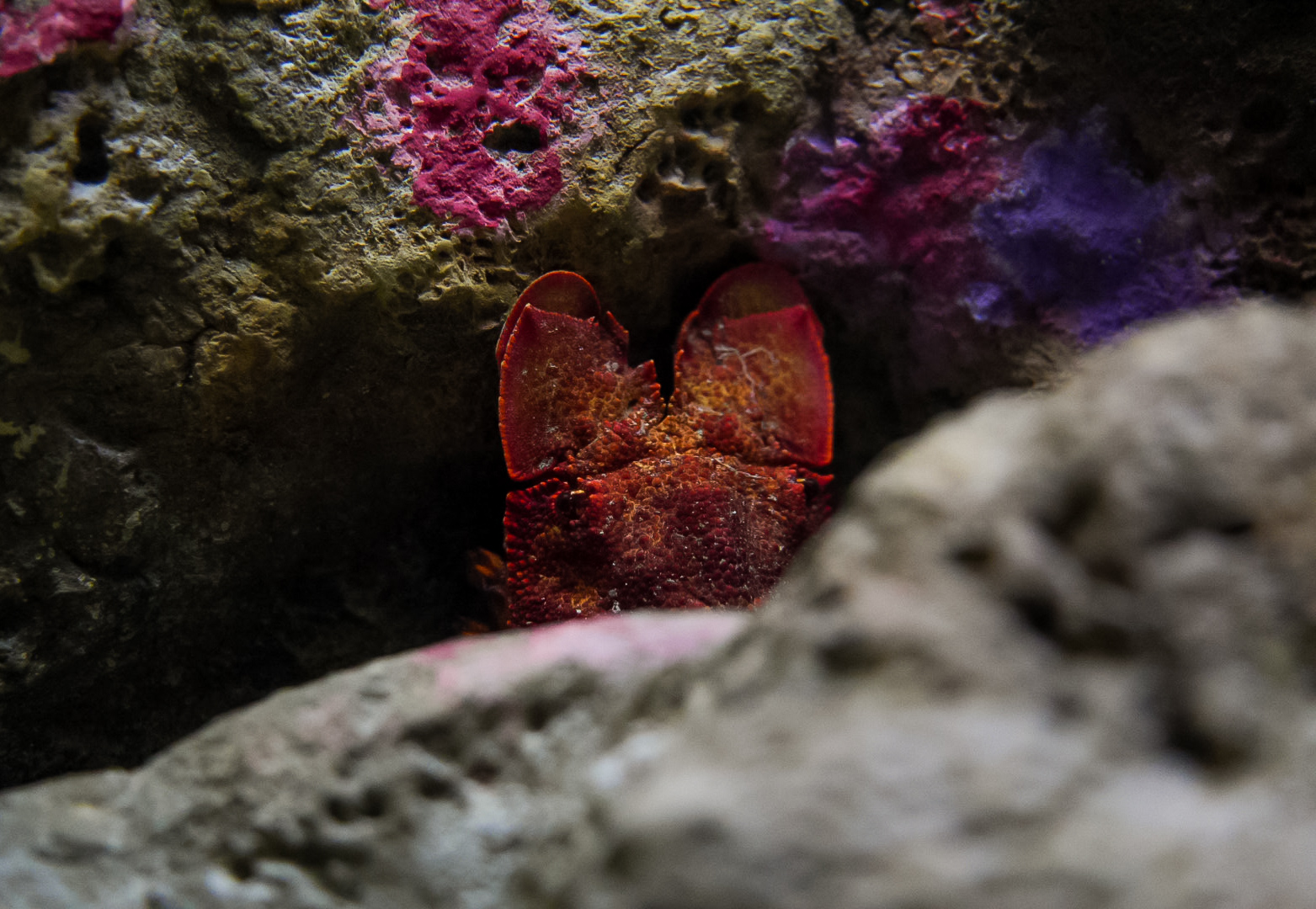 Blunt Slipper Lobster