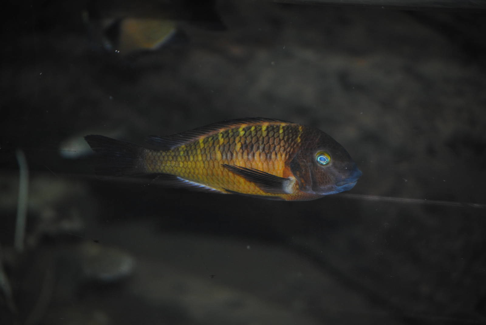 Blunthead Cichlid