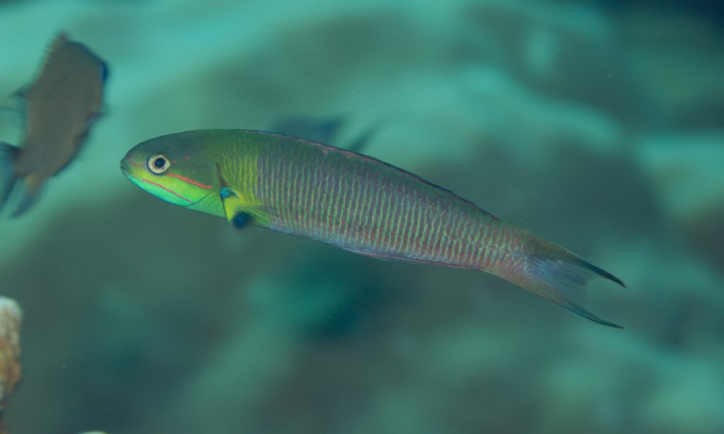 Bluntheaded Wrasse male