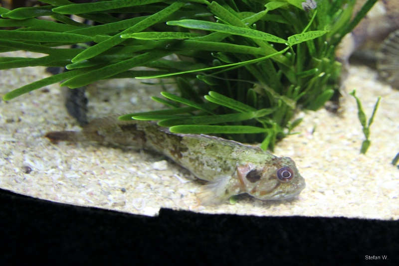 bluntnose klipfish (Clinus cottoides)