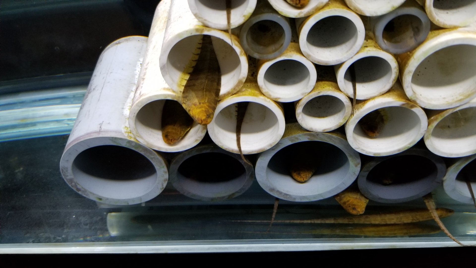 Bluntnose Knifefish, Amazonia