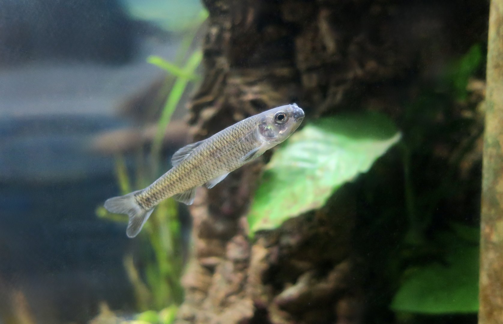 Bluntnose Minnow (Pimephales notatus) male