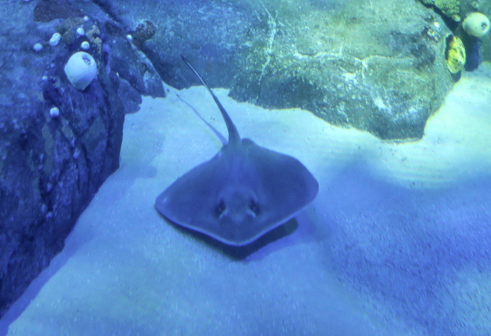 Bluntnose Stingray (Dasyatis say)