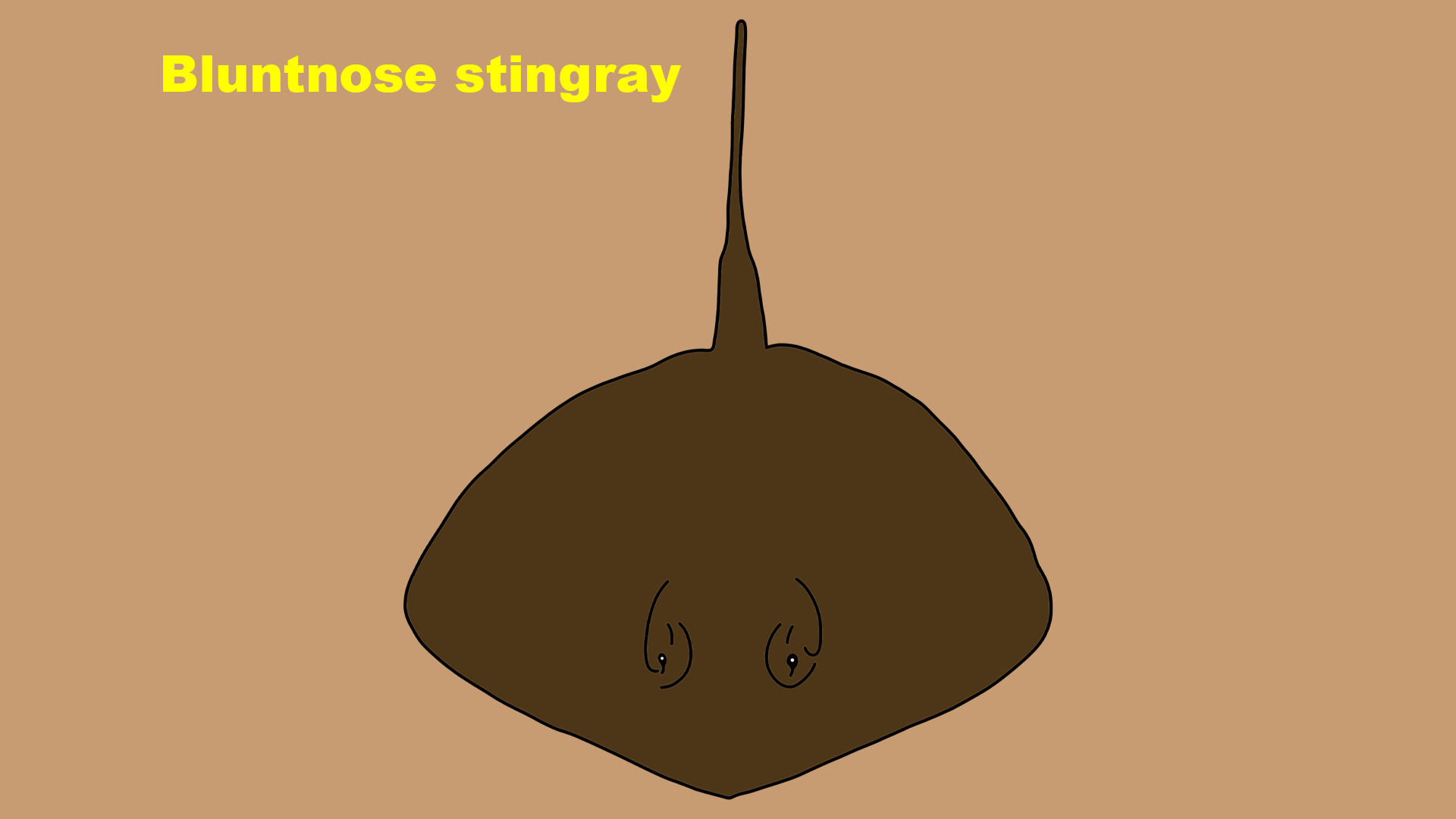 Bluntnose stingray (Dasyatis say)