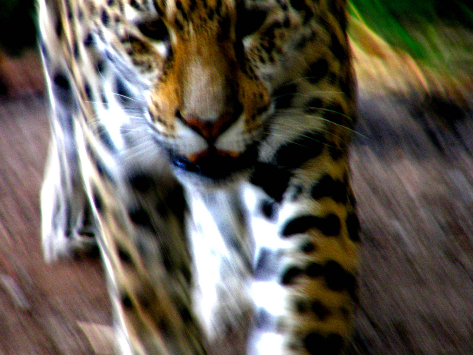 Blurry Jaguar - Chester Zoo