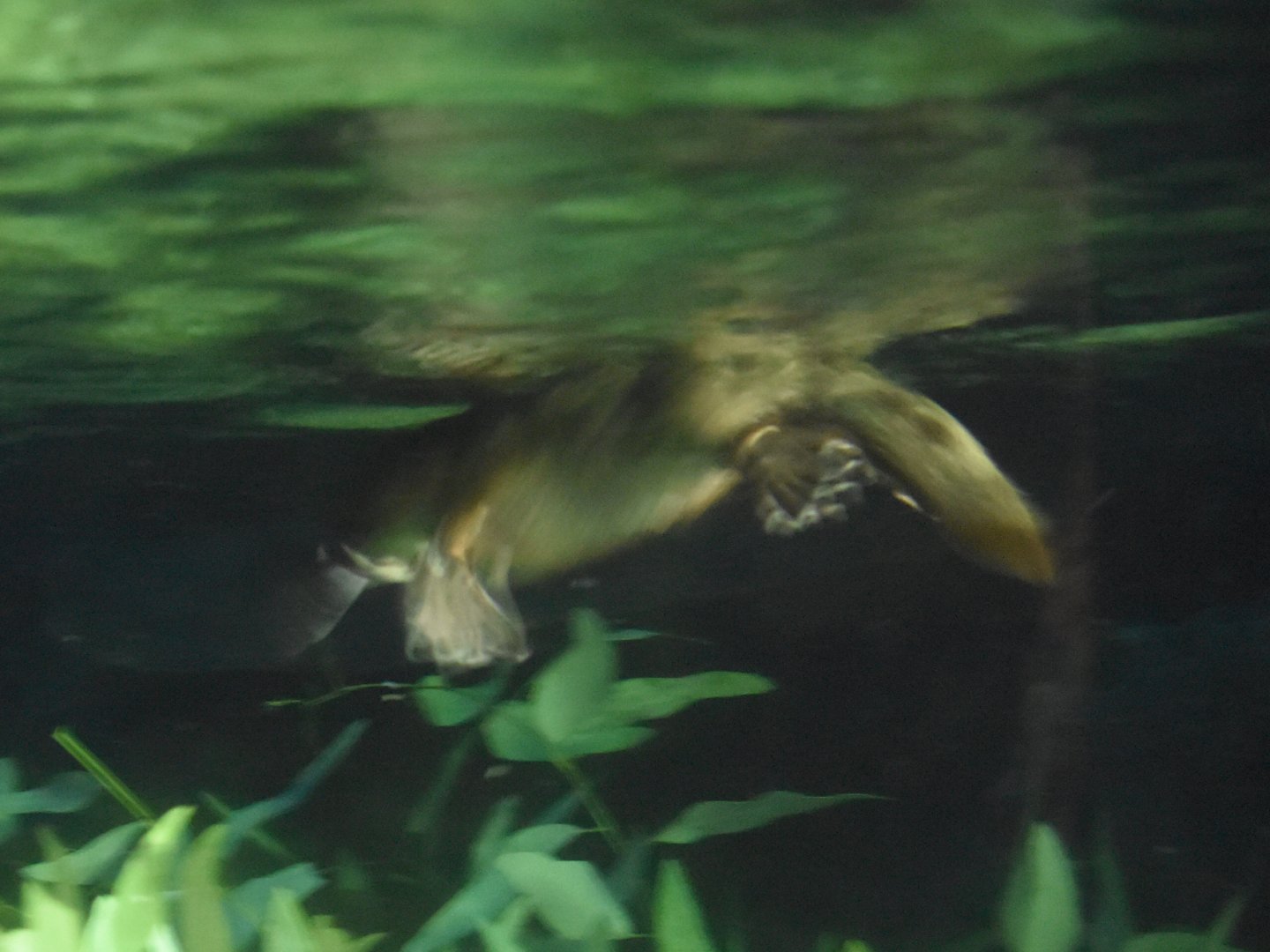 Blurry Platypus
