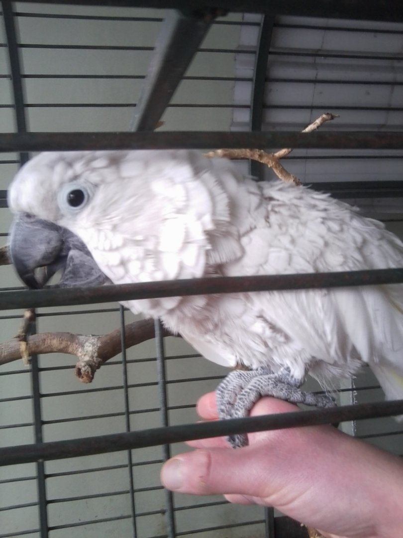Blye-eyed cockatoo, ex-pet, solitary.