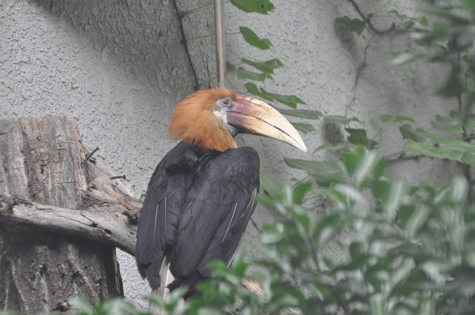 Blyth`s hornbill/ Rhyticeros plicatus
