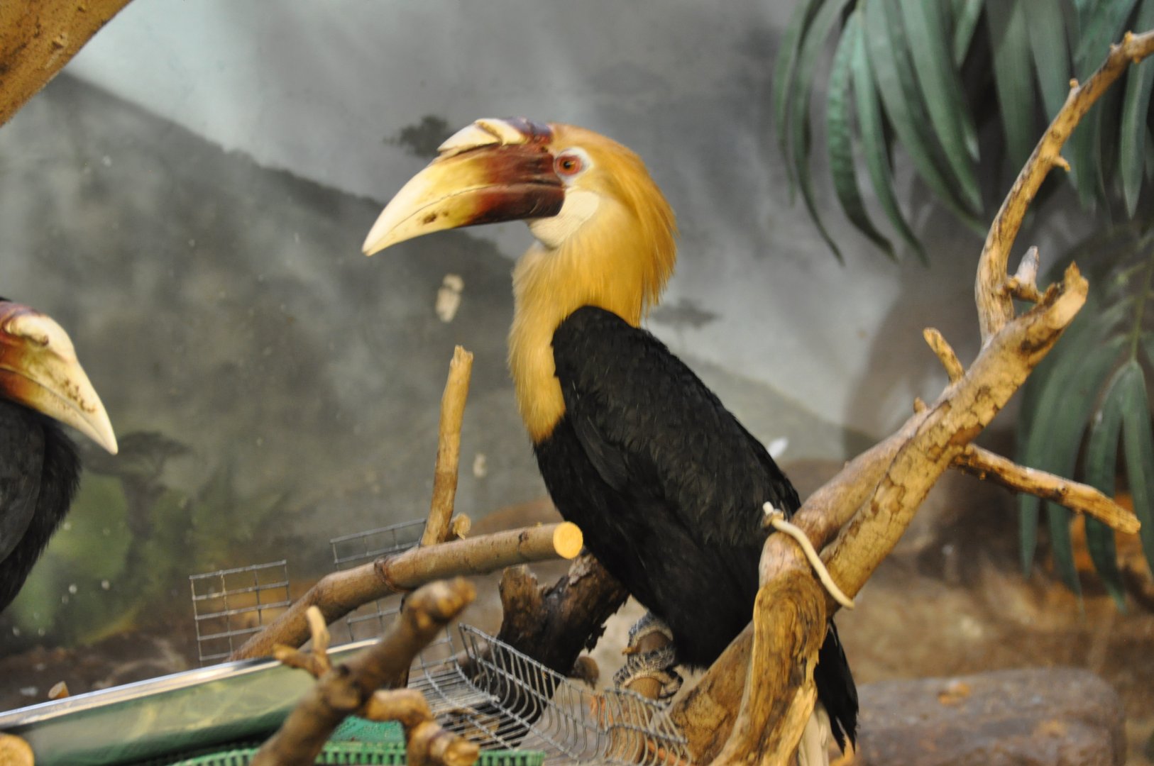 Blyth`s hornbill/ Rhyticeros plicatus