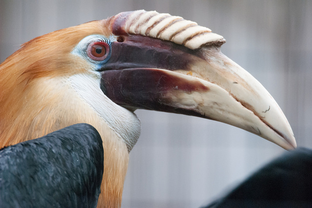 Blyth´s hornbill (Rhyticeros plicatus)