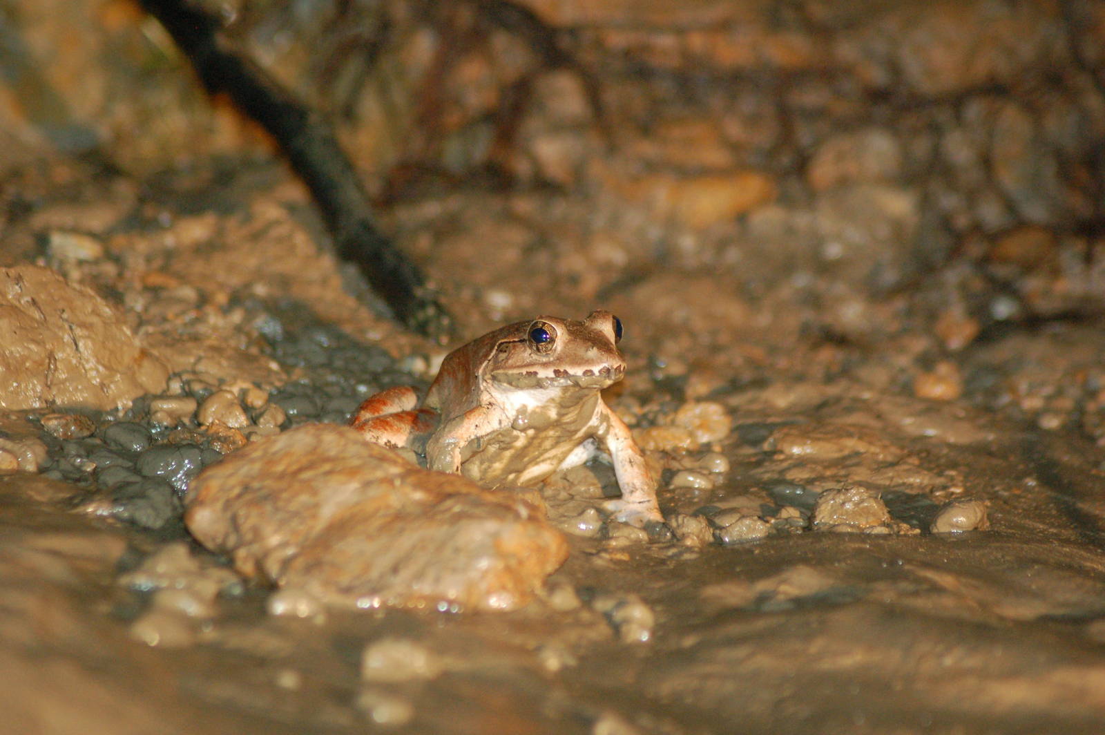 Blyth's giant river frog