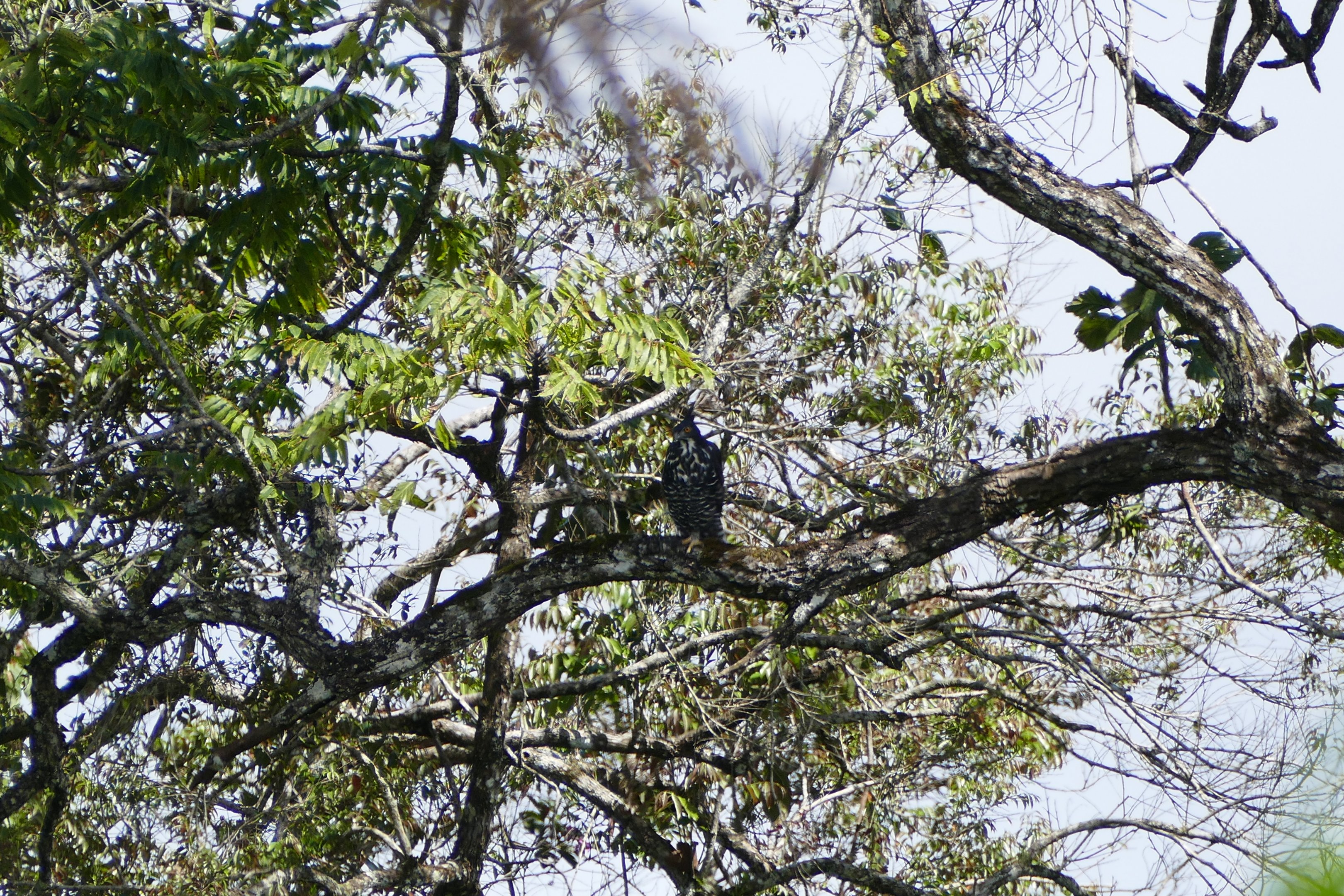 Blyth's Hawk-Eagle - Fraser's Hill