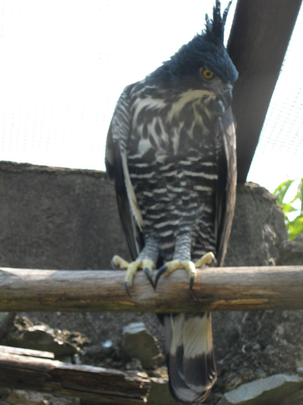 Blyths hawk-eagle (Spizaetus alboniger)