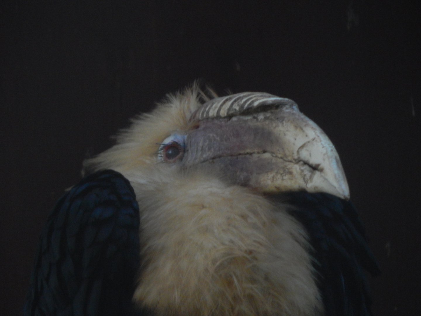 Blyth's hornbill 011125