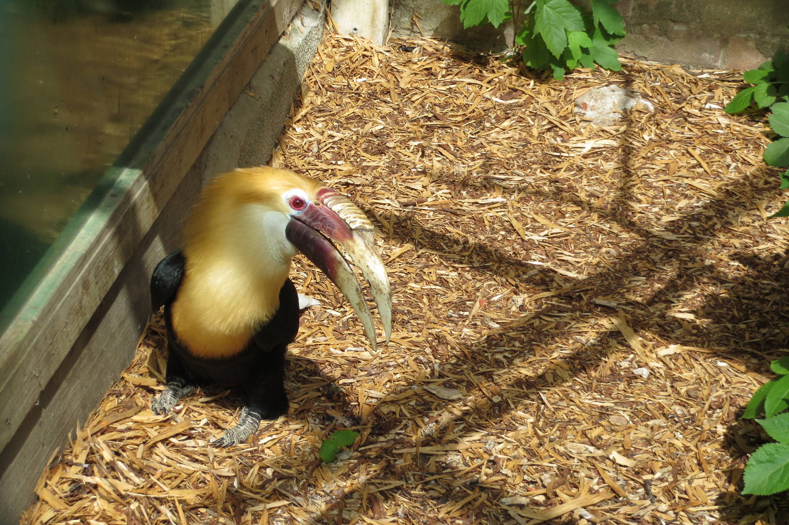 Blyth's Hornbill 060515