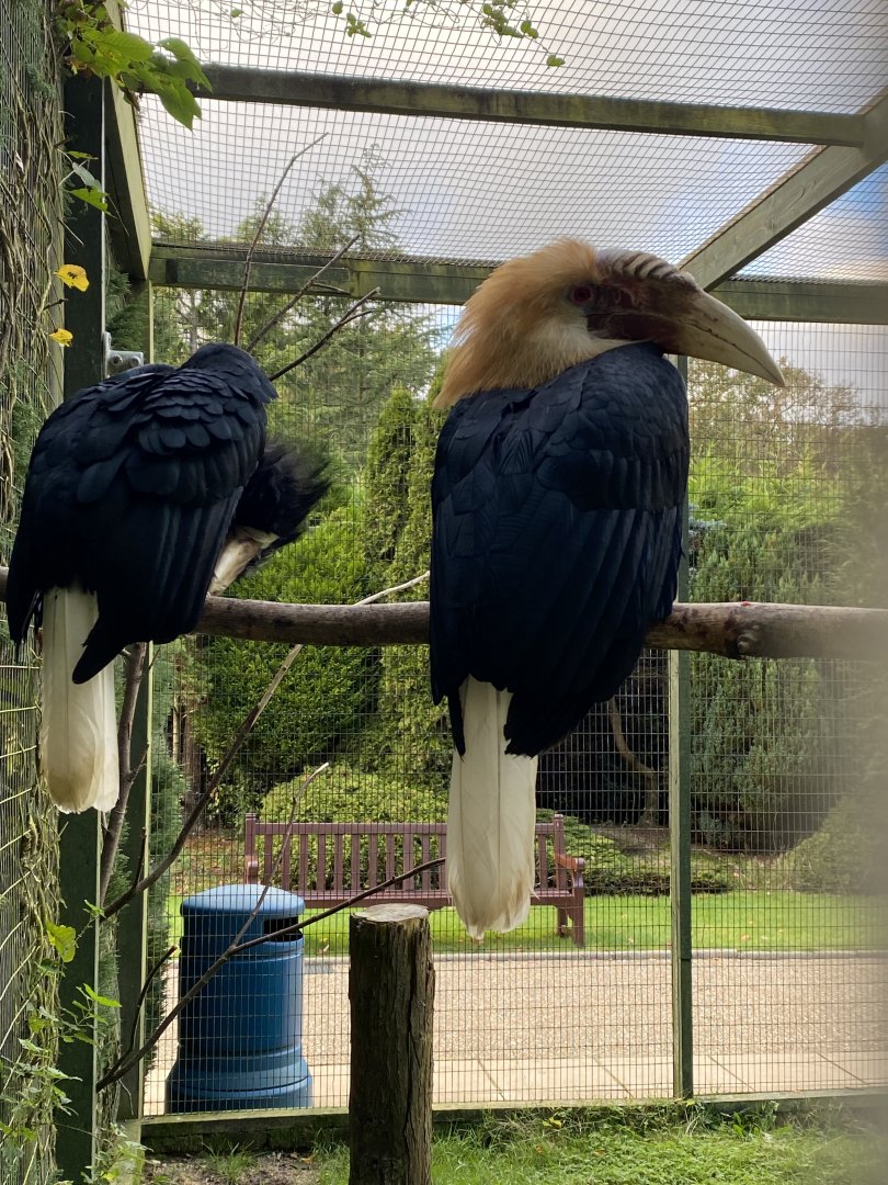 Blyth's hornbill 061121