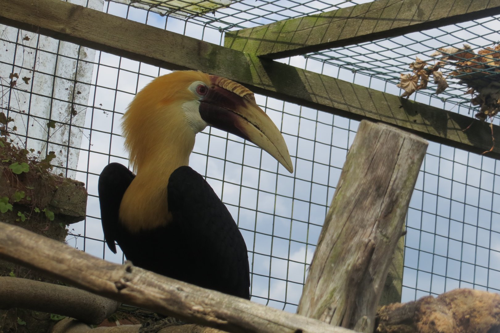 Blyth's hornbill 070819