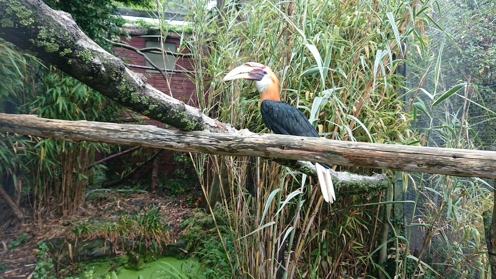 Blyth's Hornbill 13/8/20