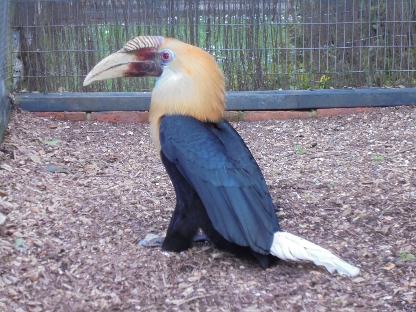 Blyths Hornbill 2017.