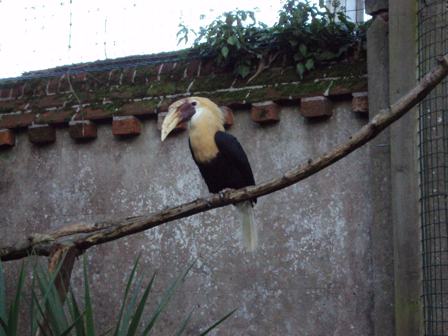 Blyth's Hornbill 27/10/2019