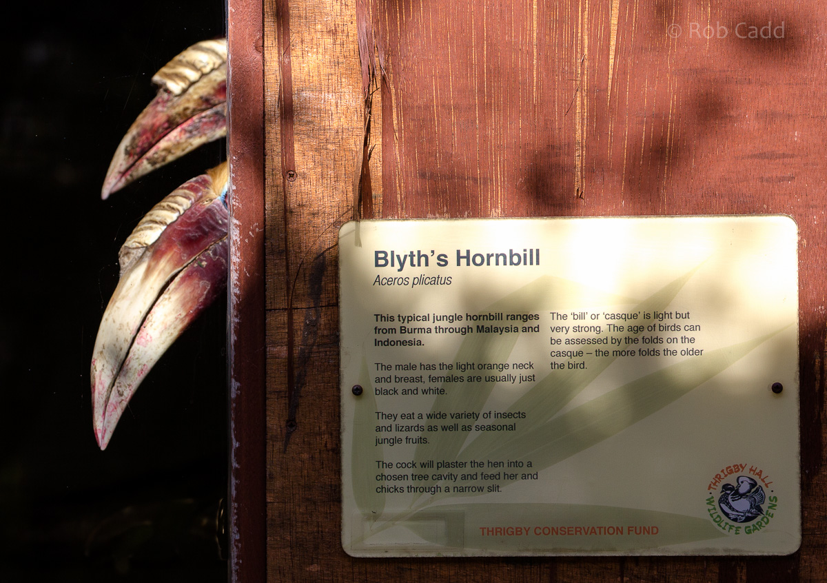 Blyths hornbill (and signage) : Thrigby Hall : 25 Mar 2016