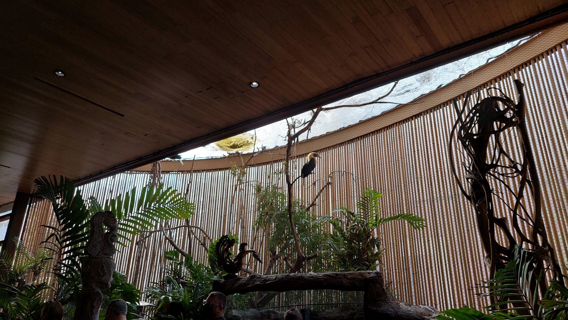 Blyth's Hornbill and Western Crowned Pigeon exhibit