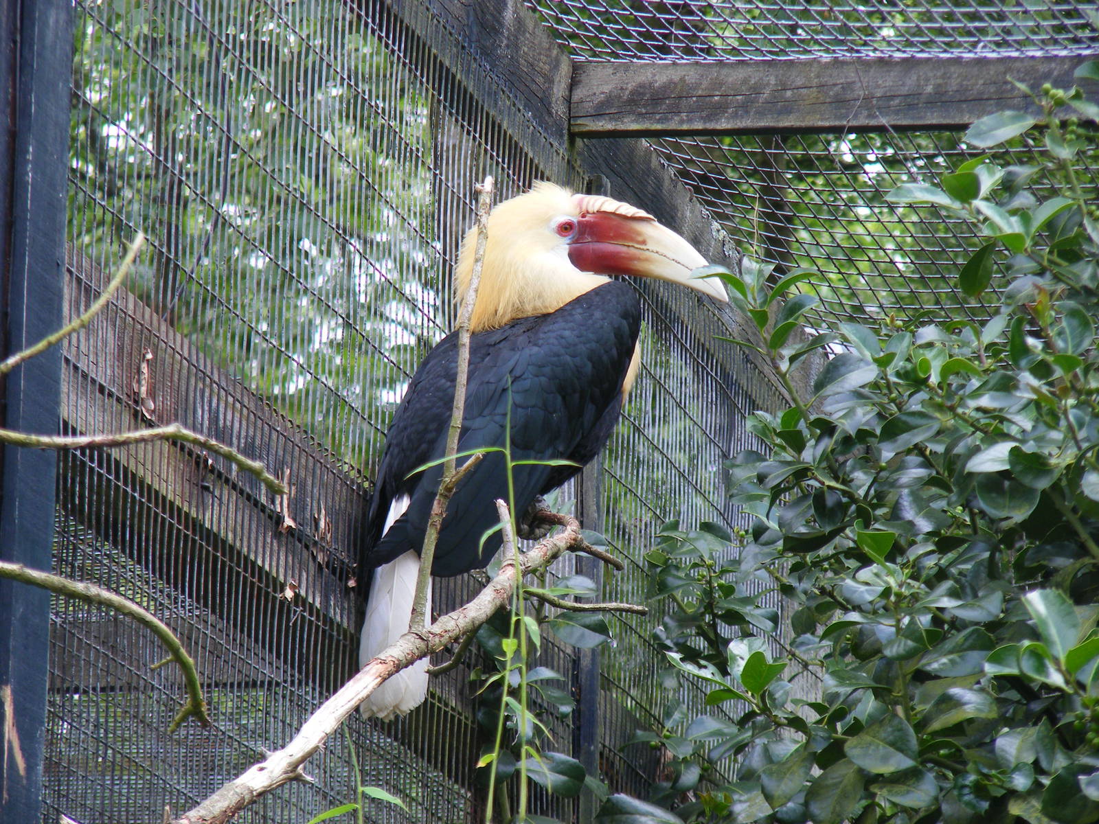 Blyth's hornbill at Birdworld, 1 July 2011