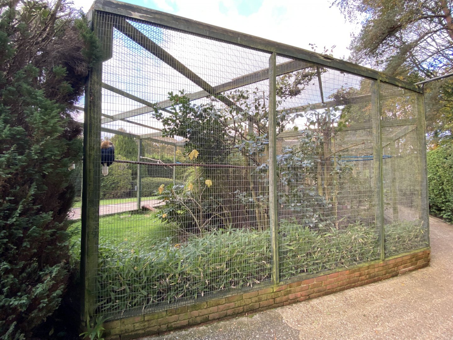 Blyth's hornbill aviary 061121