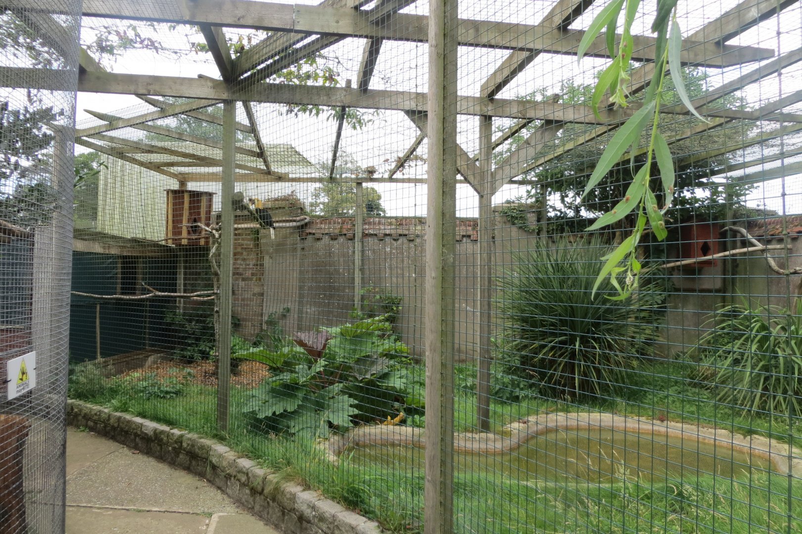 Blyth's hornbill aviary 070819