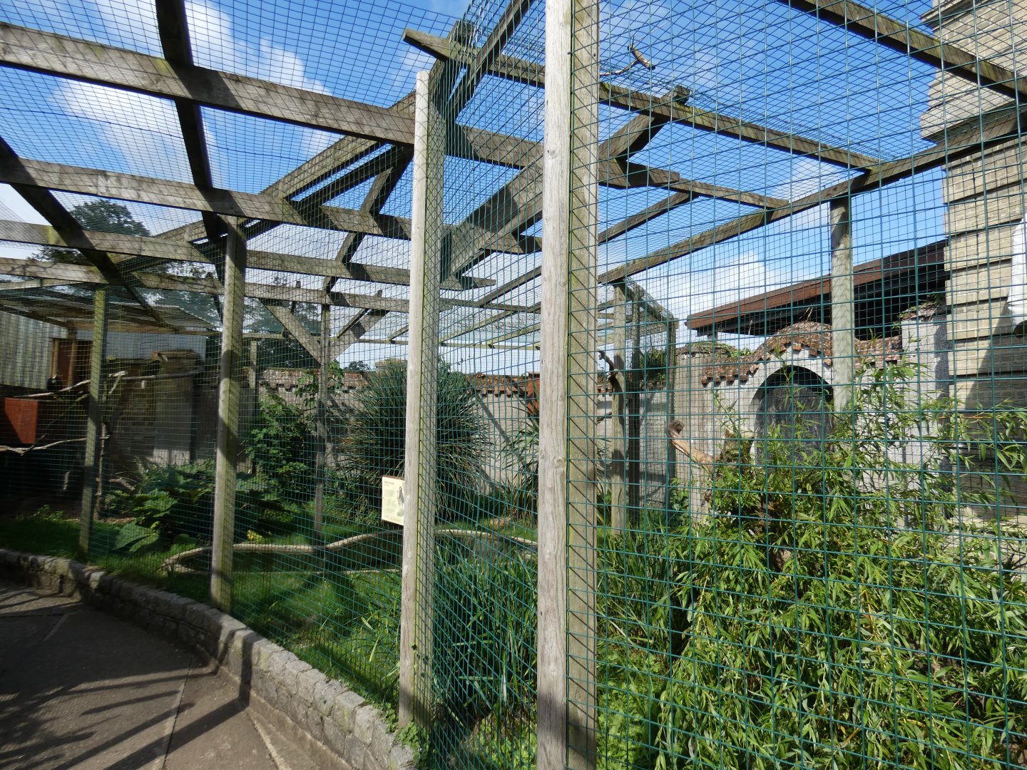 Blyth's hornbill aviary