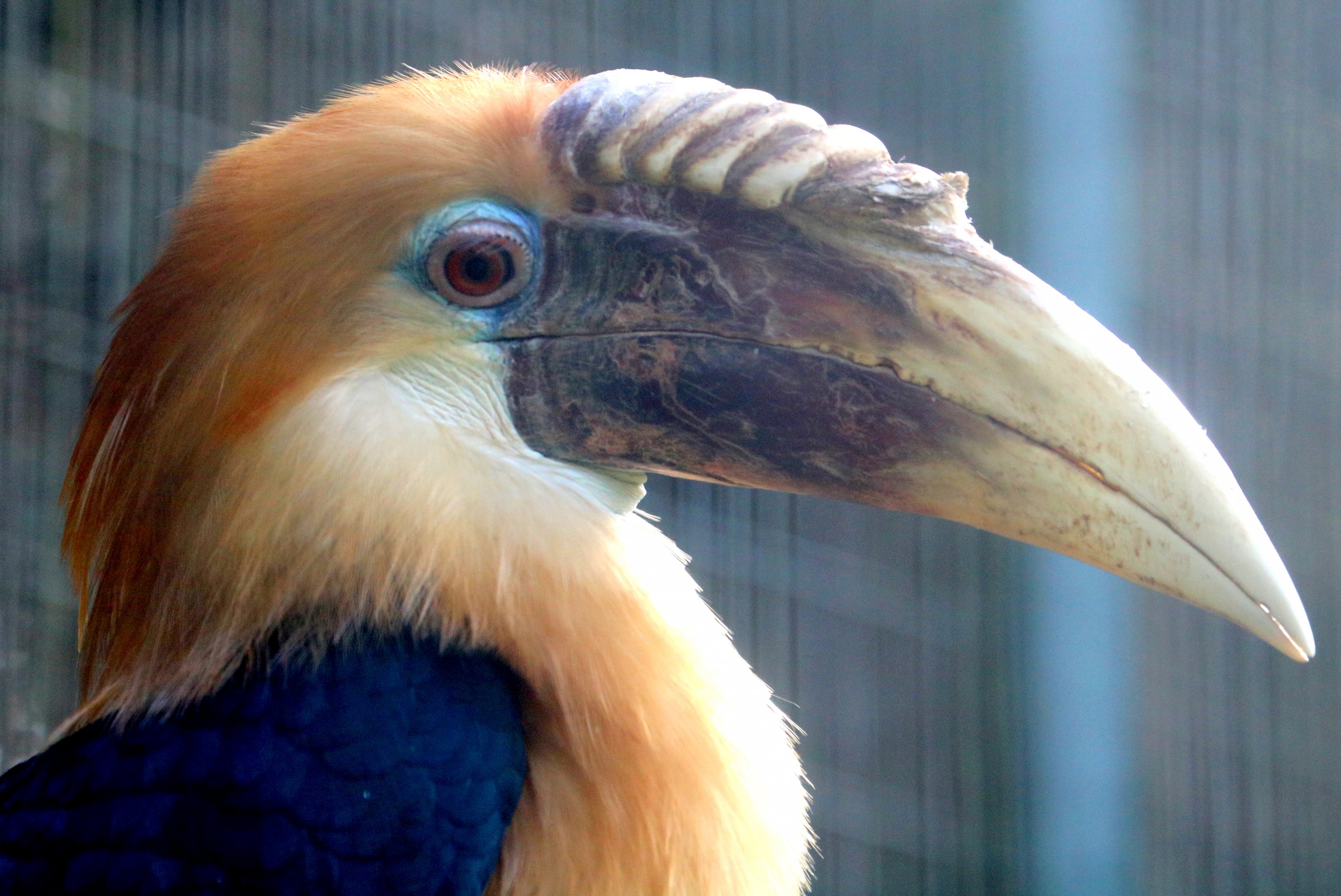 Blyth's hornbill; Birdworld; 10th October 2019