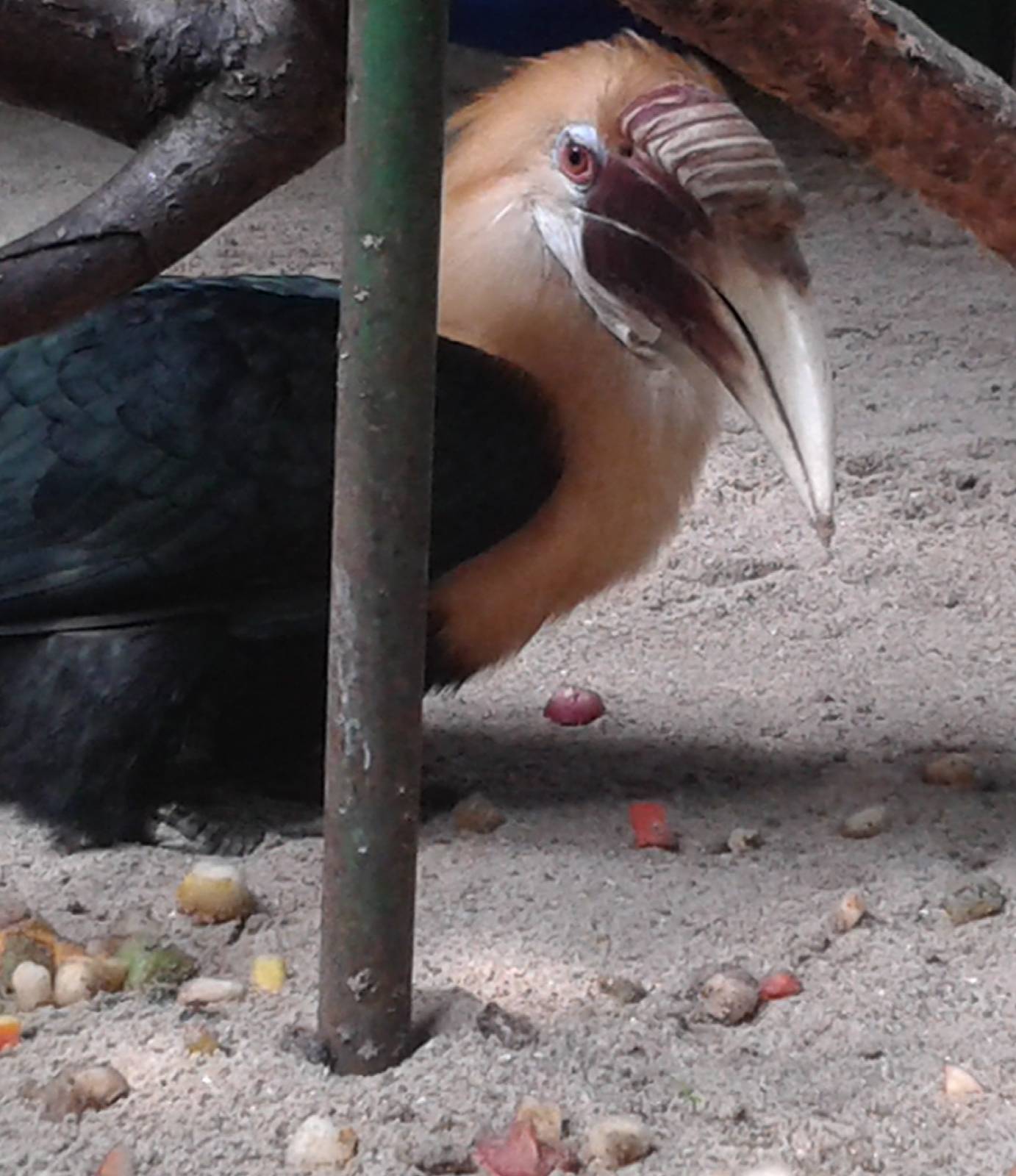 Blyth's hornbill - breeding male