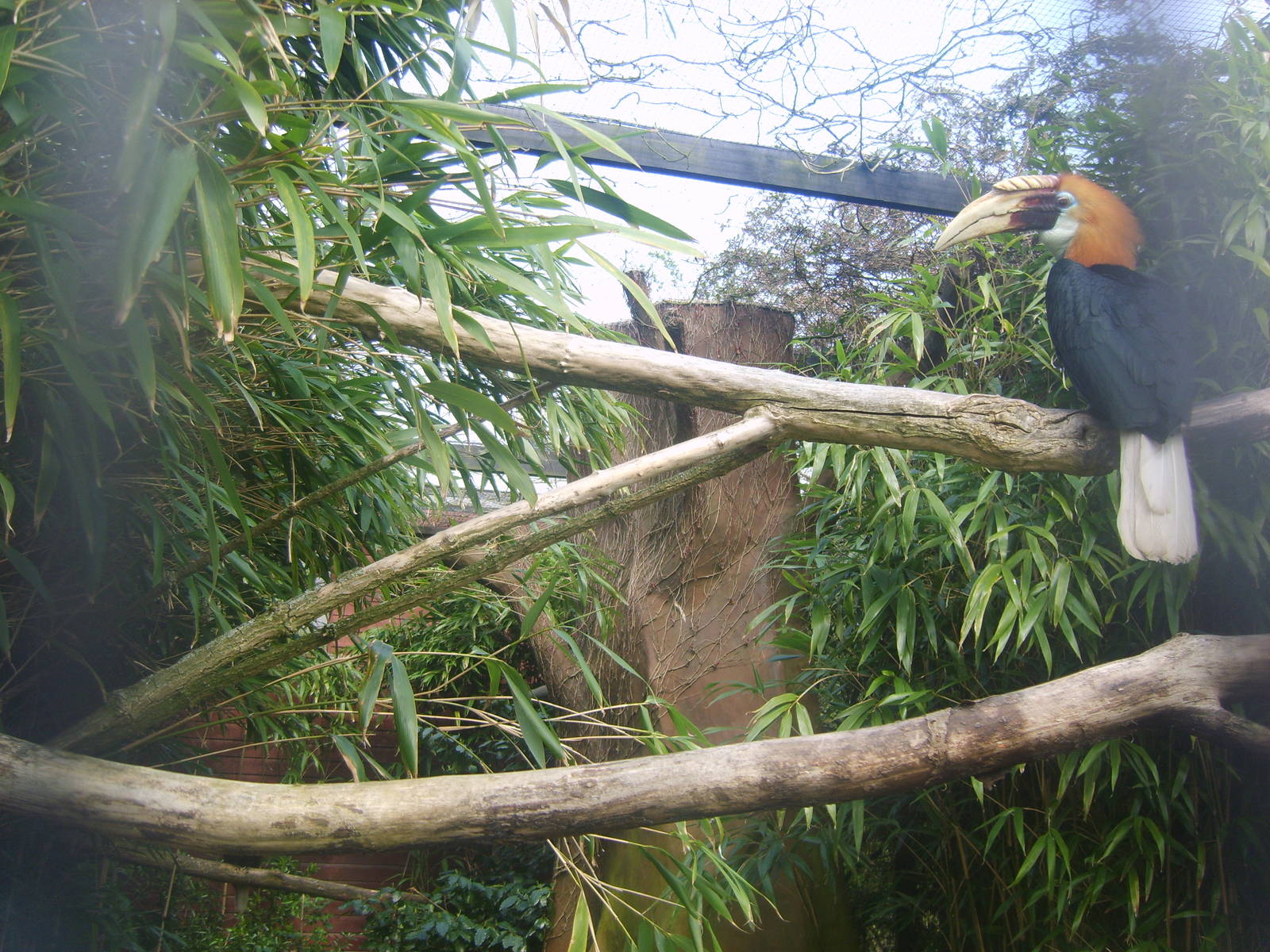 Blyths Hornbill Enclosure