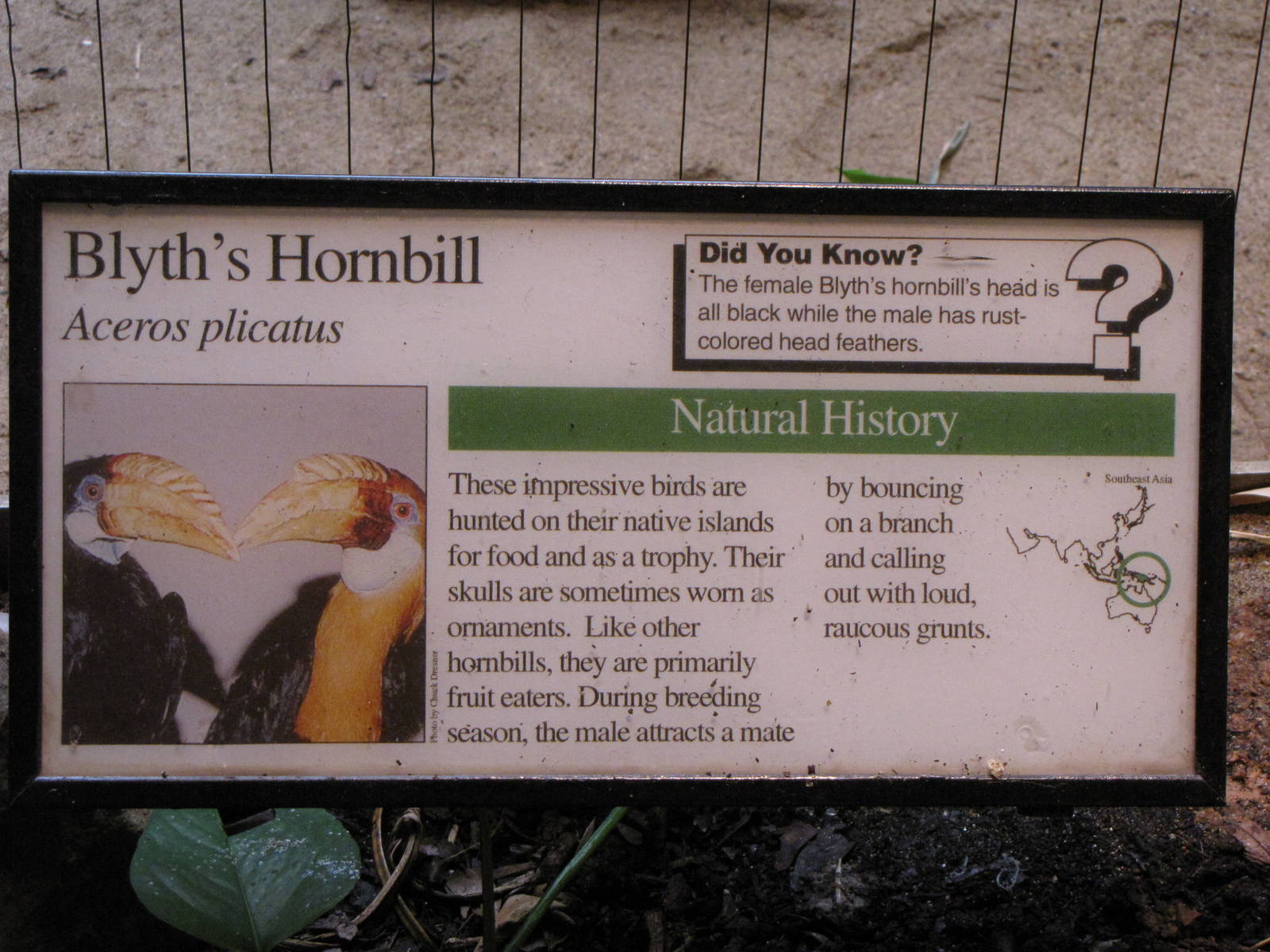 Blyth's Hornbill Exhibit Sign