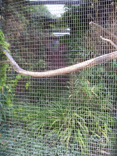 blyth's hornbill exhibit