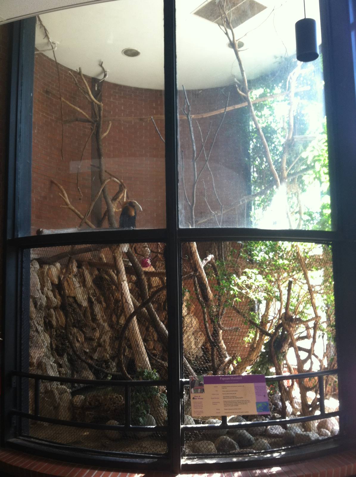 Blyth's Hornbill Exhibit