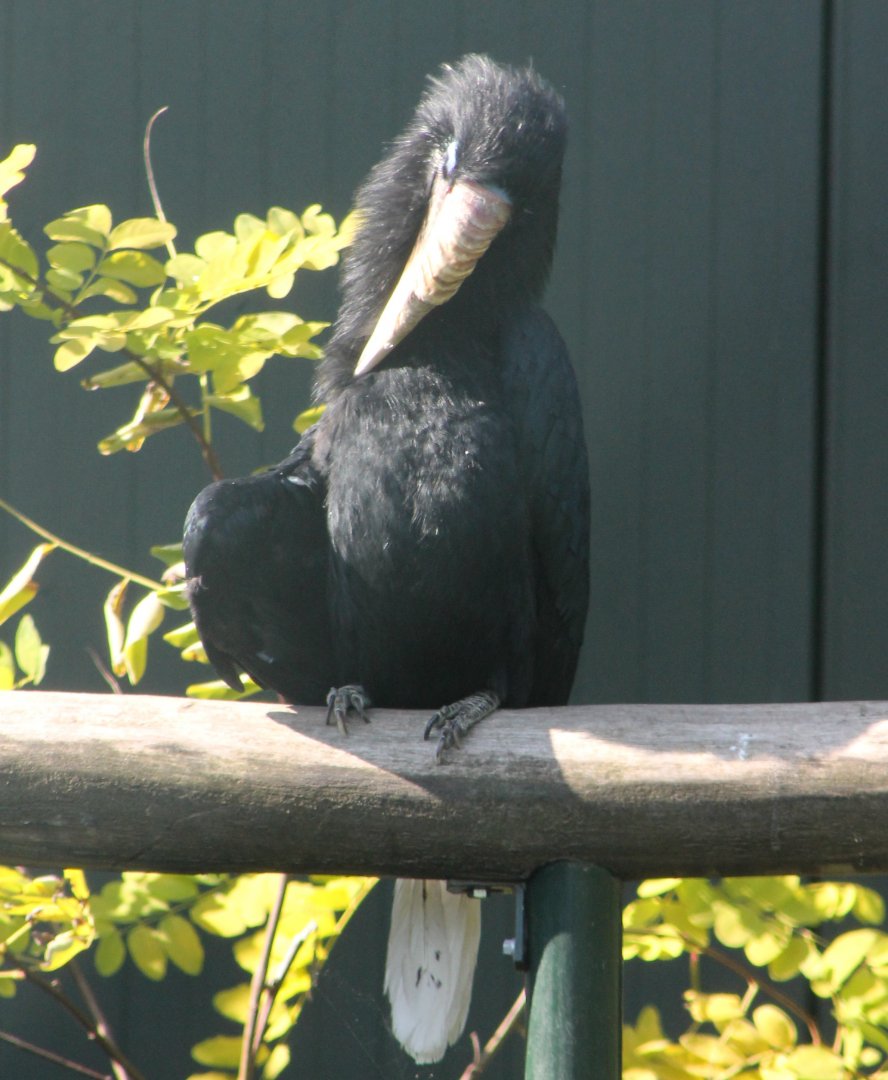 Blyth's hornbill - Female